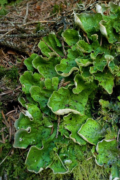 Peltigera aphtosa-5